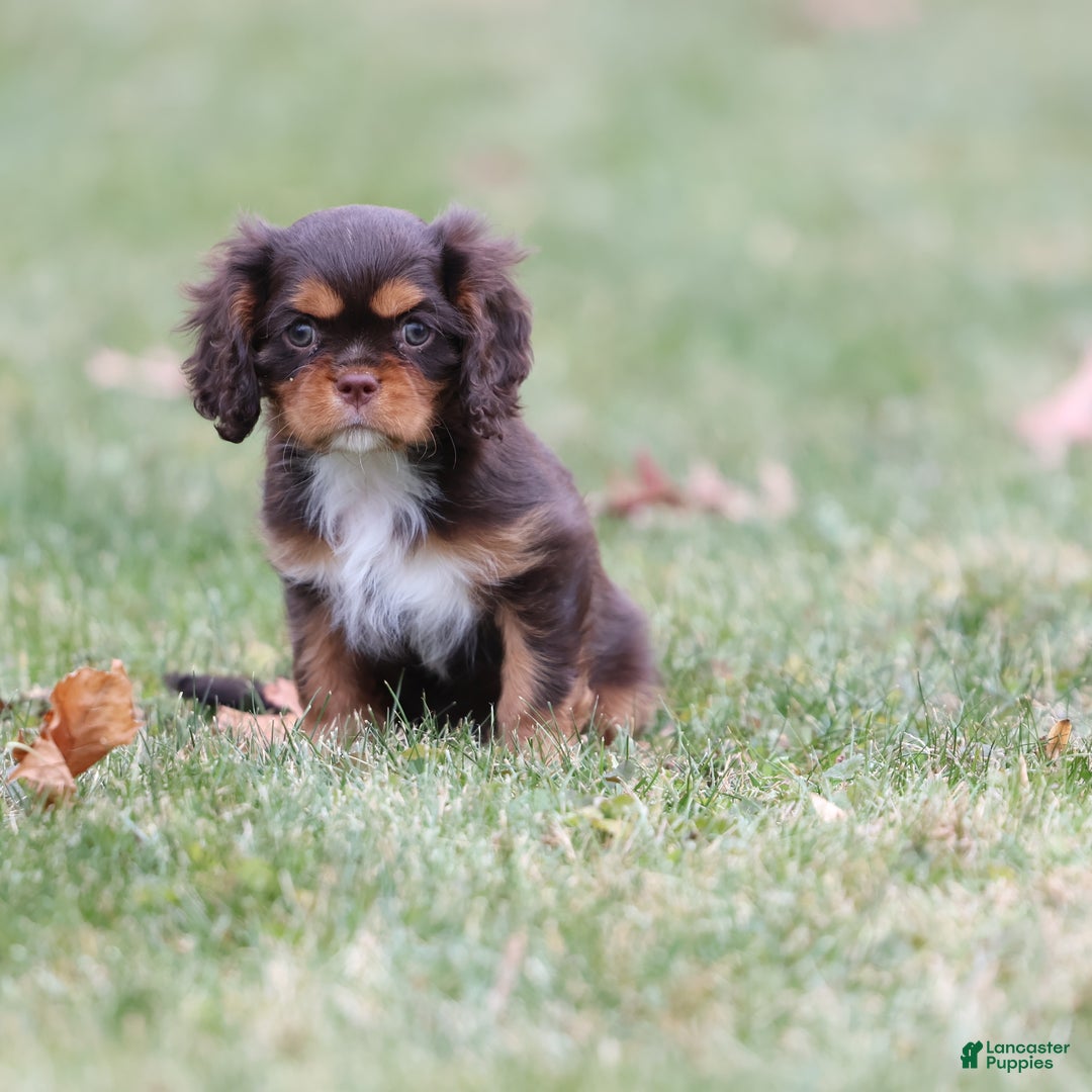 Cavalier King Charles Spaniel dogs for sale: Twix - Ad 4