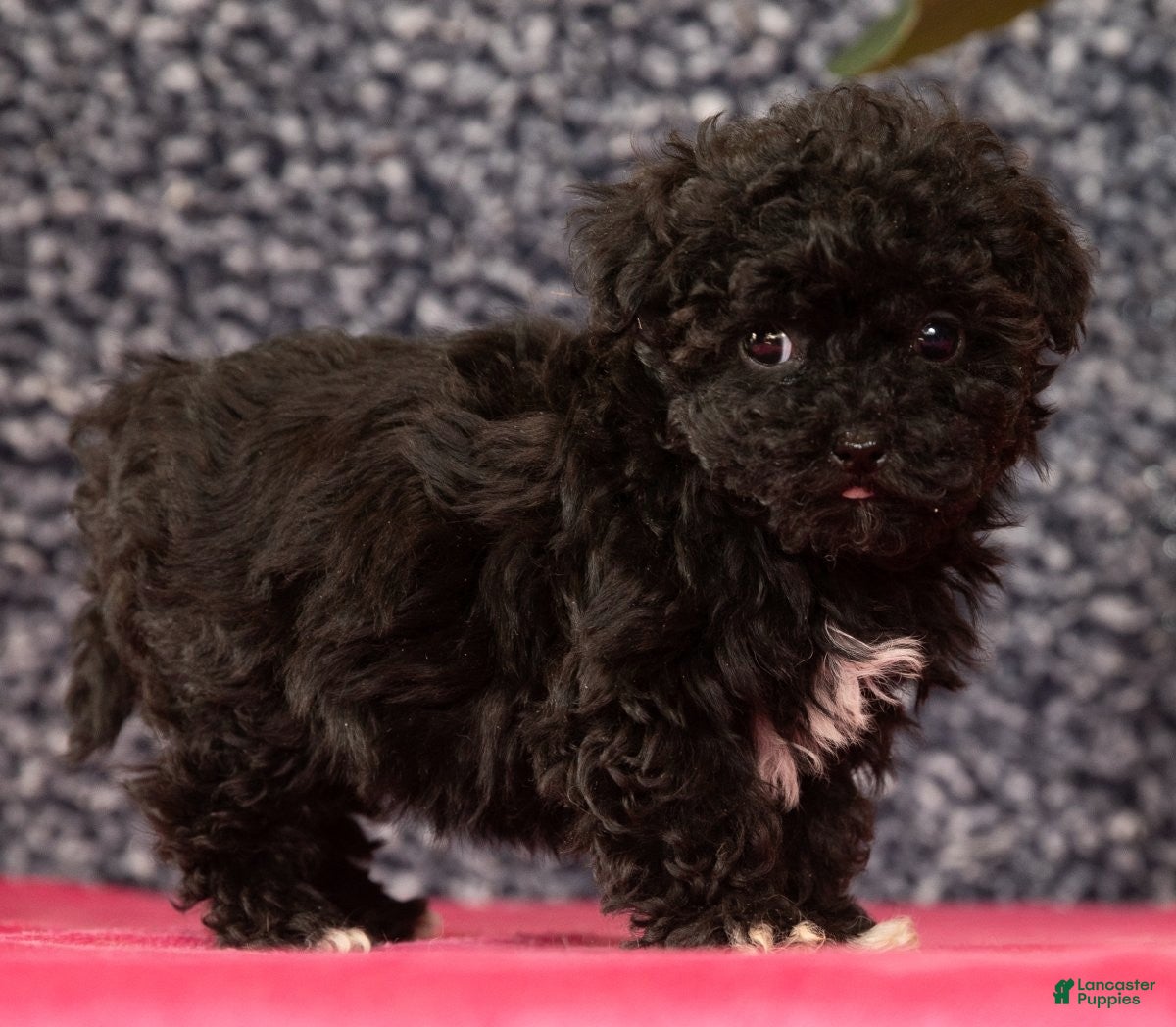 Havapoo dogs Gem - Ad 2