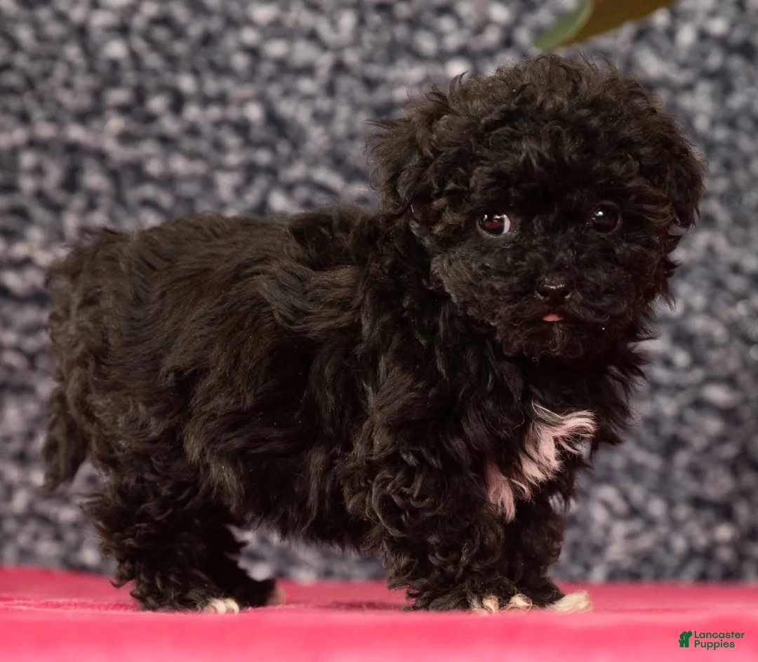 Havapoo dogs for sale: Gem - Ad 2