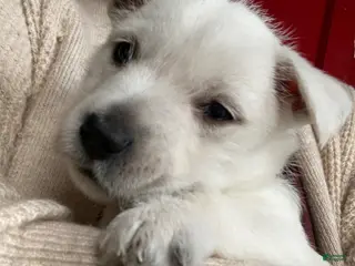 West Highland Terrier dogs for sale: Babe - Ad 2