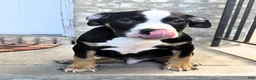 American Bully dogs for sale: "BIGGIE SMALLZ" BLACK TRI COLOR - Ad 4