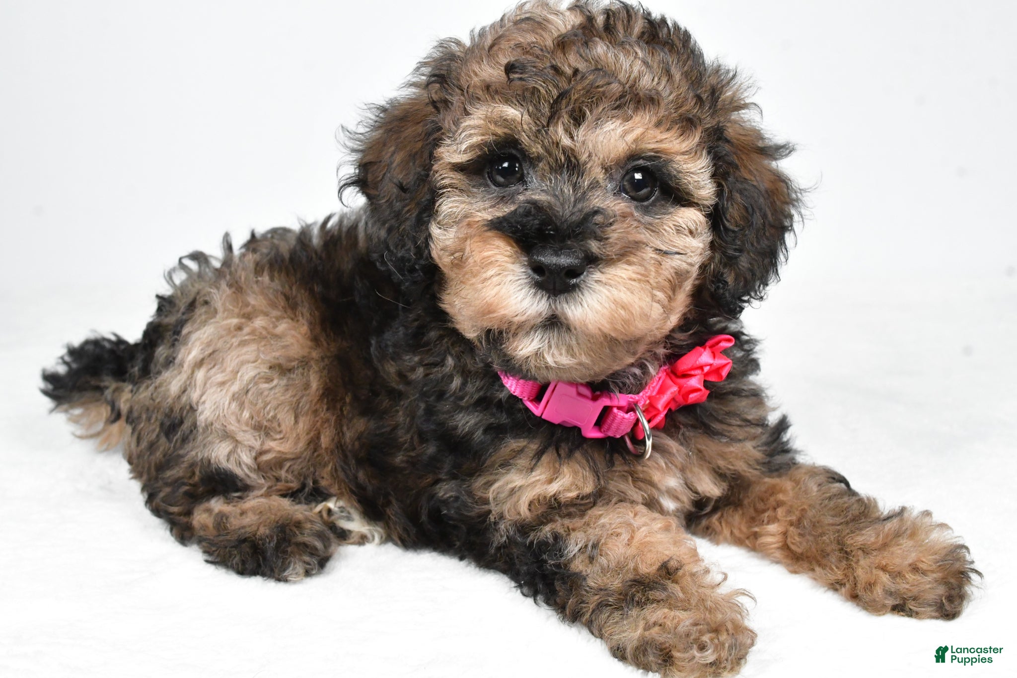 Miniature Poodle dogs Jenny - Ad 1