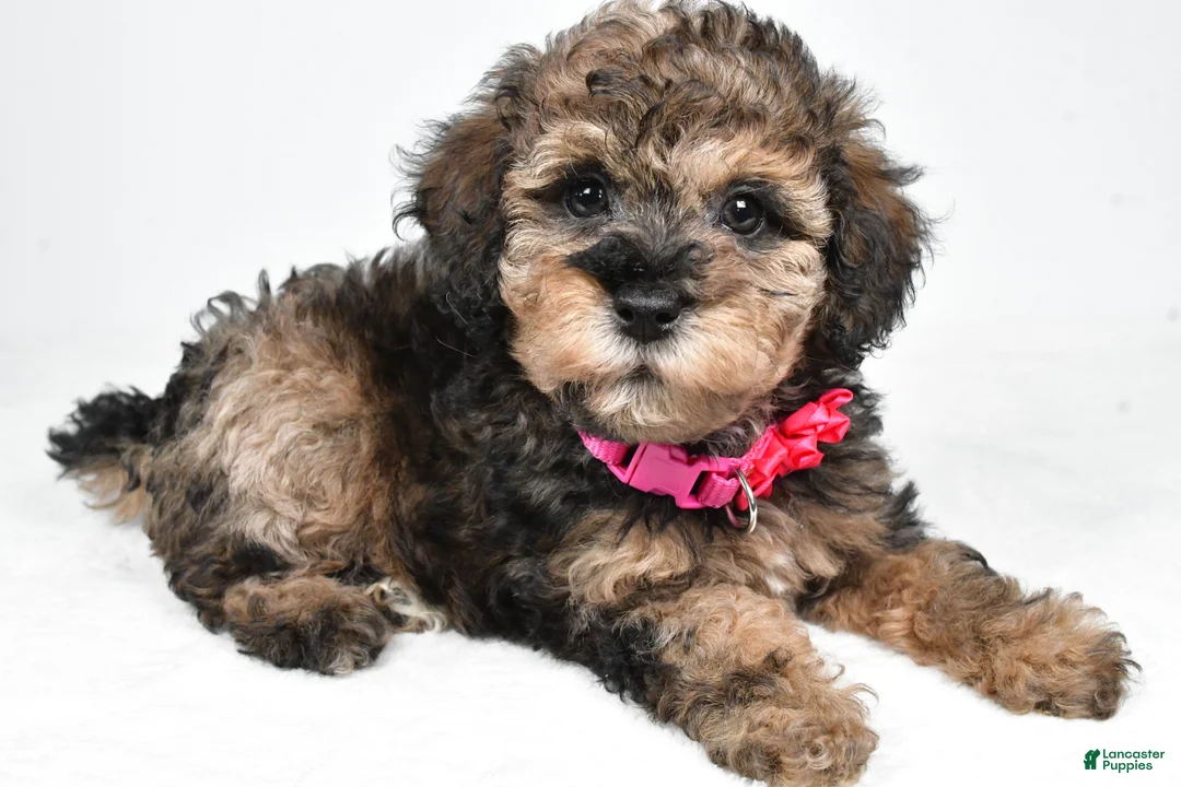 Miniature Poodle dogs for sale: Jenny - Ad 1