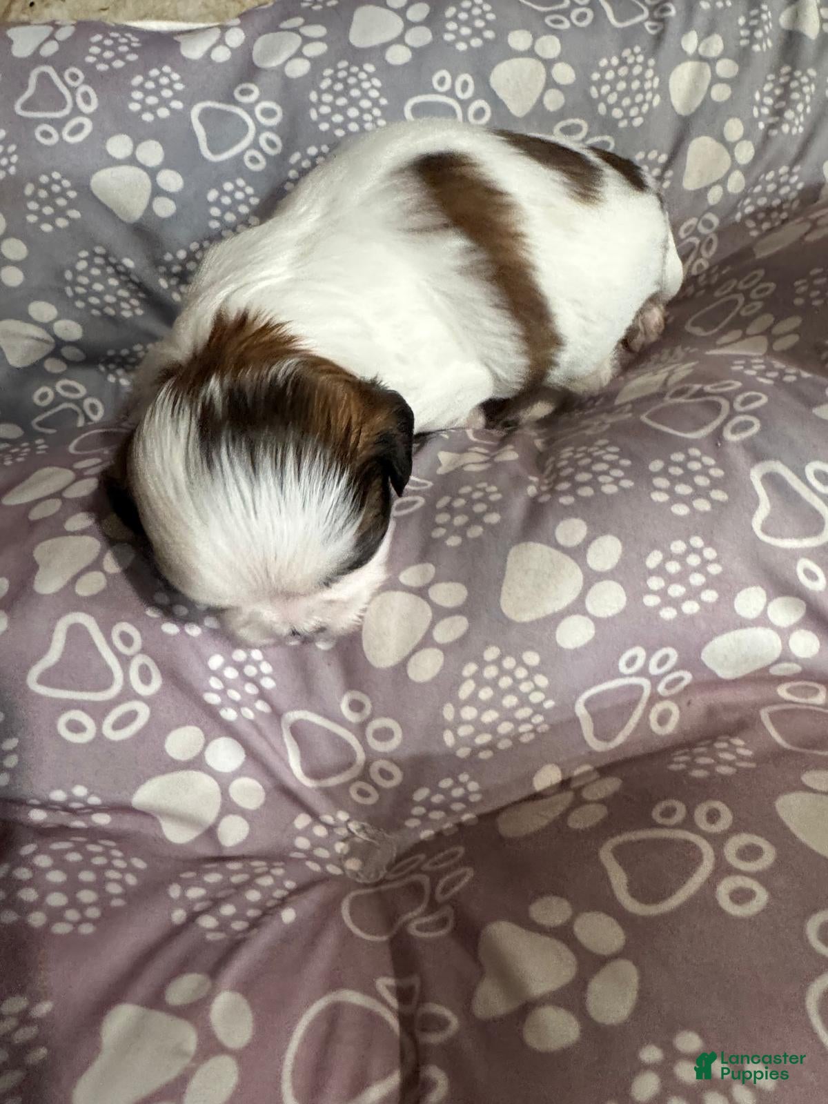 Shih Tzu dogs Shih Tzu Puppy 5 - Ad 15