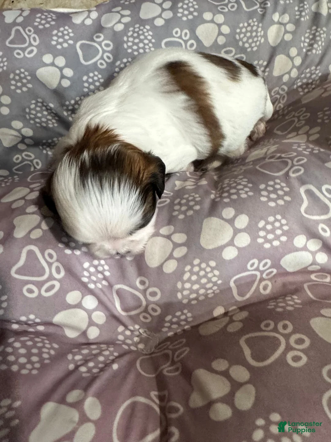 Shih Tzu dogs for sale: Shih Tzu Puppy 5 - Ad 1