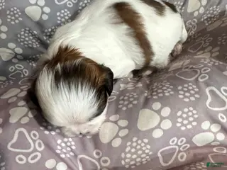 Shih Tzu dogs Shih Tzu Puppy 5 - Ad 37