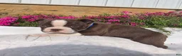 Boston Terrier dogs for sale: Brownie - Ad 5