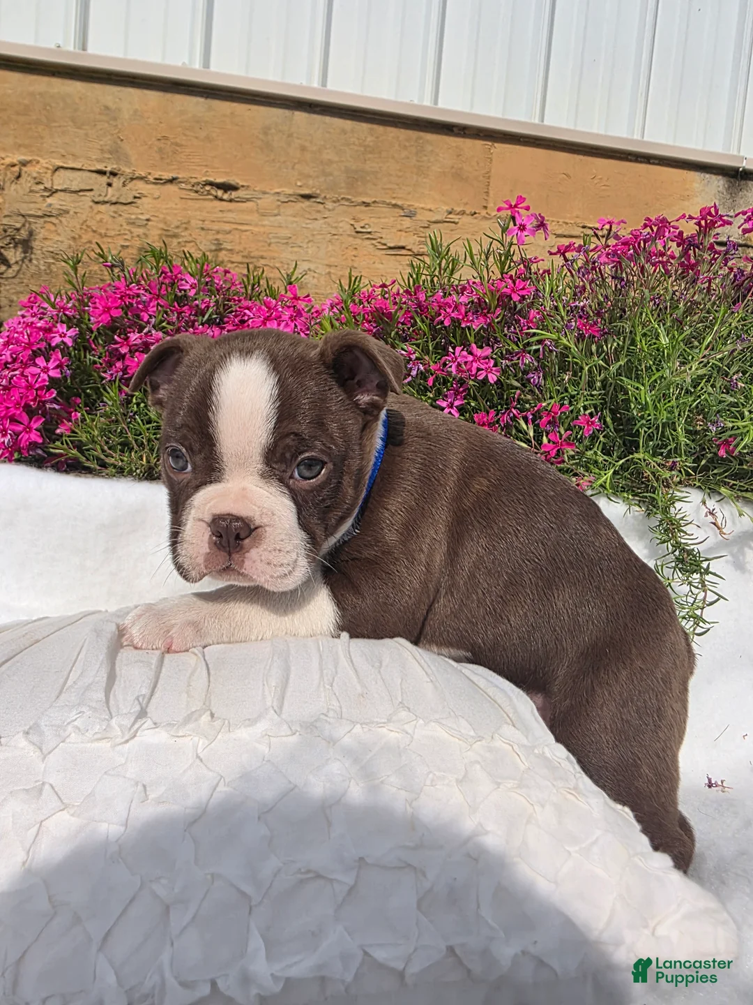 Boston Terrier dogs for sale: Brownie - Ad 5