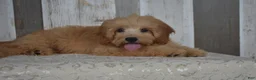 Cavapoo dogs for sale: Maverick - Ad 4