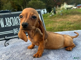 Dachshund dogs - Ad 36