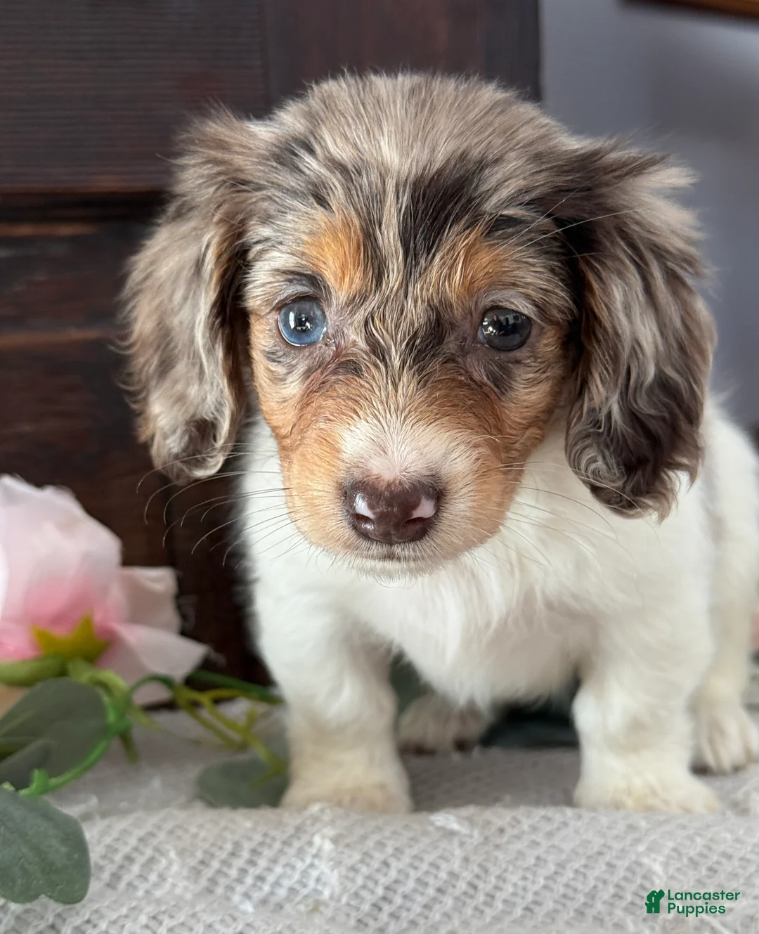 Miniature Dachshund dogs for sale: Mable - Ad 15