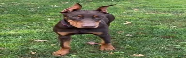 Doberman Pinscher 1