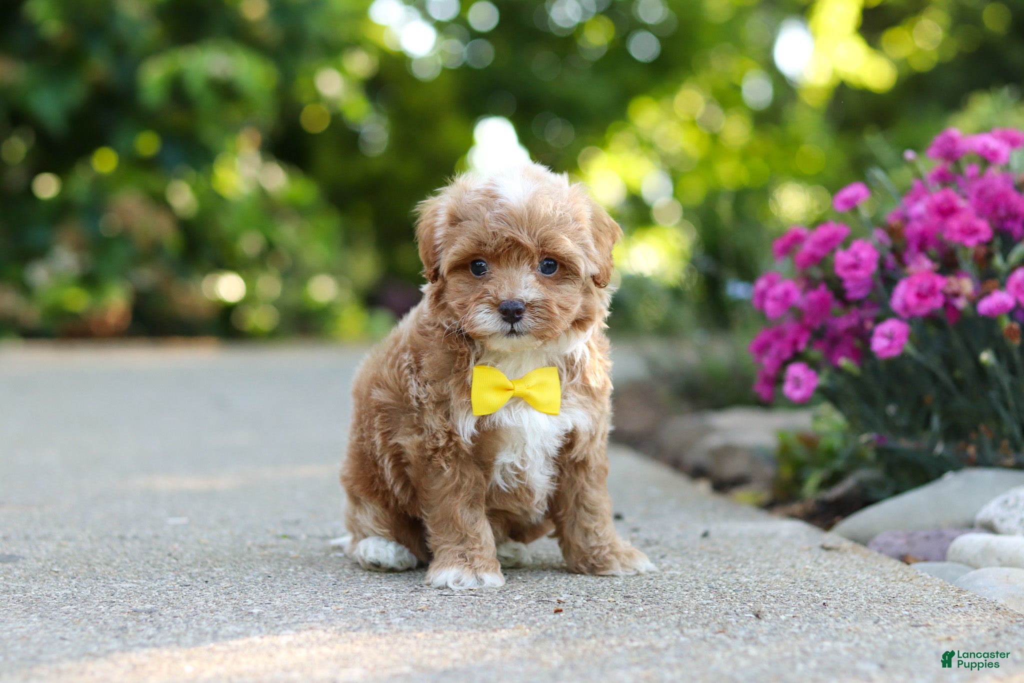 Cavapoo dogs for sale: Brady - Ad 4