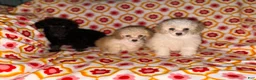 Toy Poodle dogs for sale: Cici - Ad 4