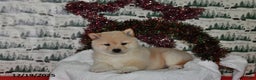 Shiba Inu dogs for sale: Benji - Ad 5