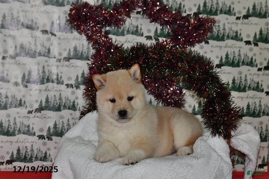 Shiba Inu dogs for sale: Benji - Ad 5