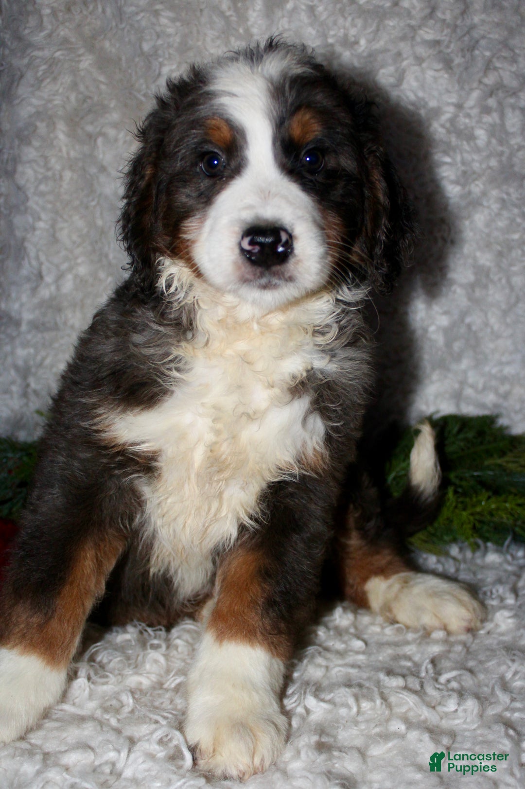 Bernedoodle dogs for sale: Jimmy - Ad 2
