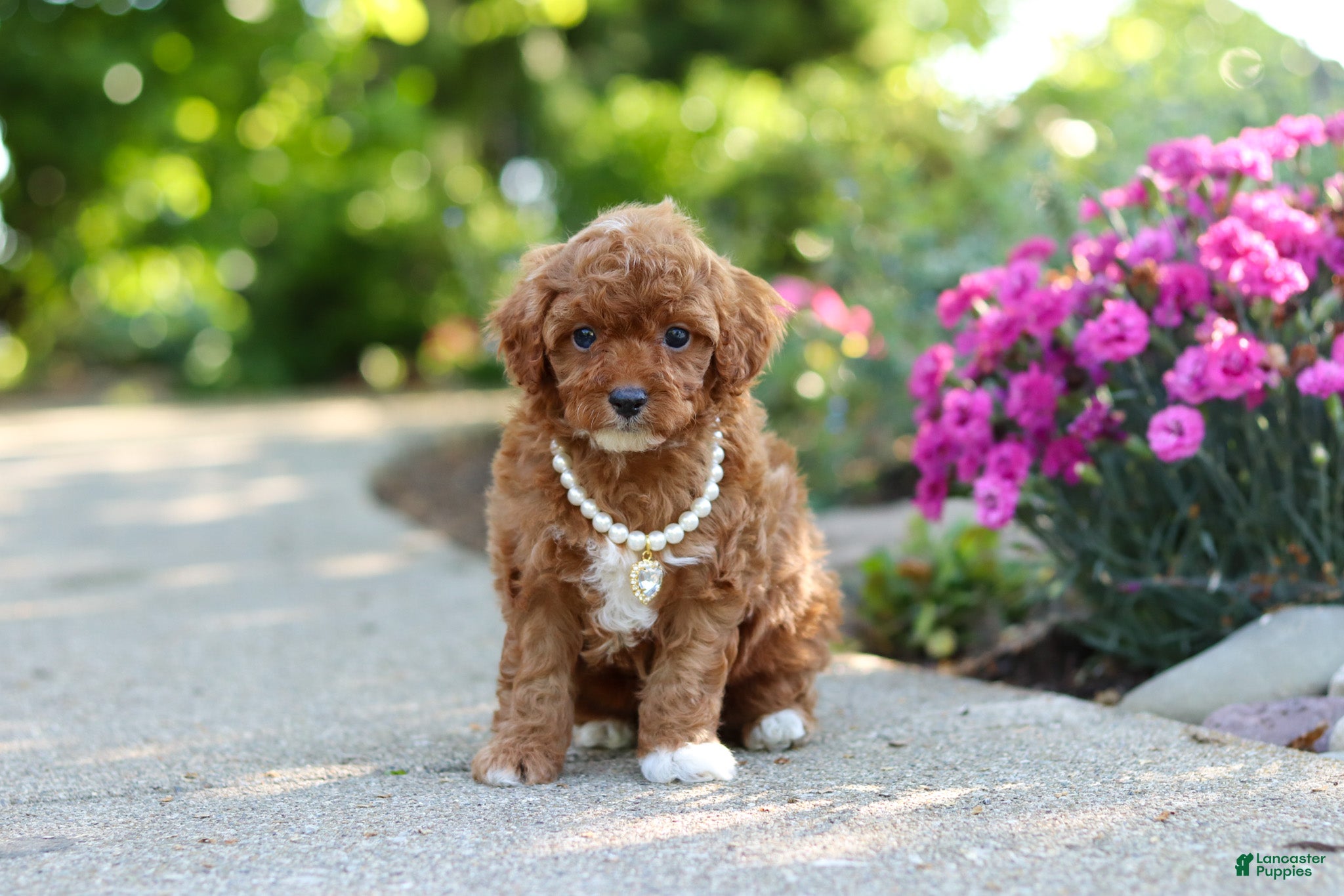 Maggie
