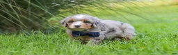 Mini Bernedoodle dogs for sale: Deadpool - Ad 5