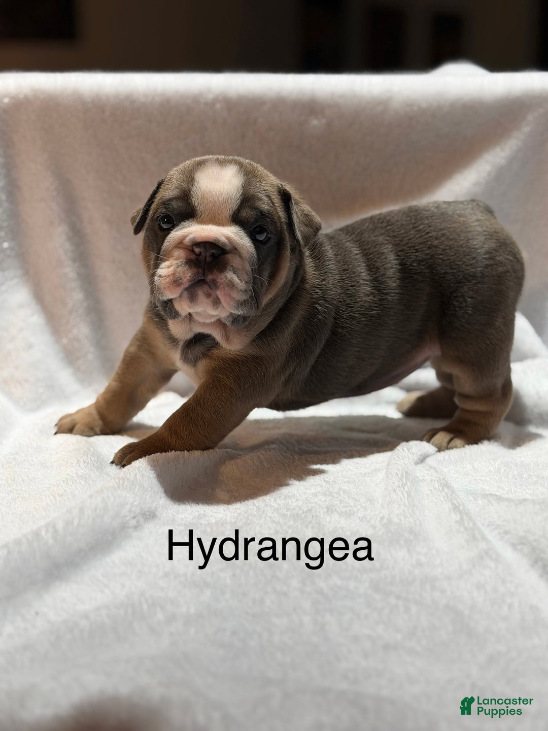 English Bulldog dogs for sale: English Bulldog Puppy 4 - Ad 12