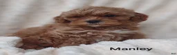 Shihpoo dogs for sale: Shihpoo Puppy 2 Manley  - Ad 4