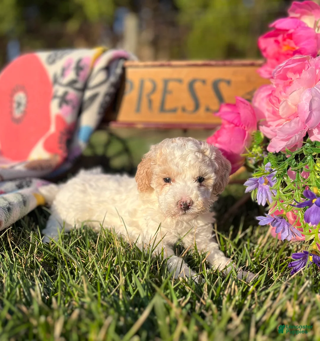 Miniature Poodle dogs for sale: Lil Patsy❤️AKC Registered ❤️Call or text 717-537-9681 - Ad 1