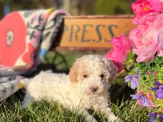 Miniature Poodle dogs Lil Patsy❤️AKC Registered ❤️Call or text 717-537-9681 - Ad 27