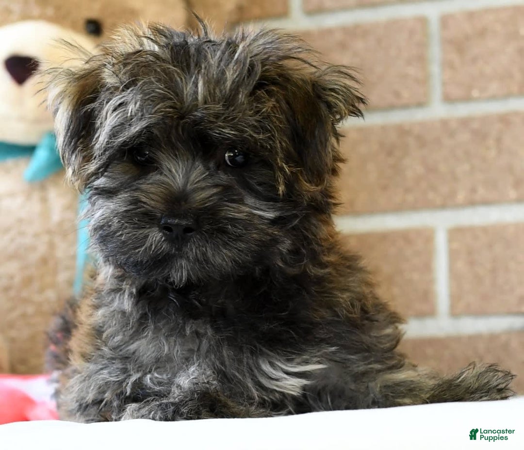 Morkie dogs for sale: Dallas - Ad 8