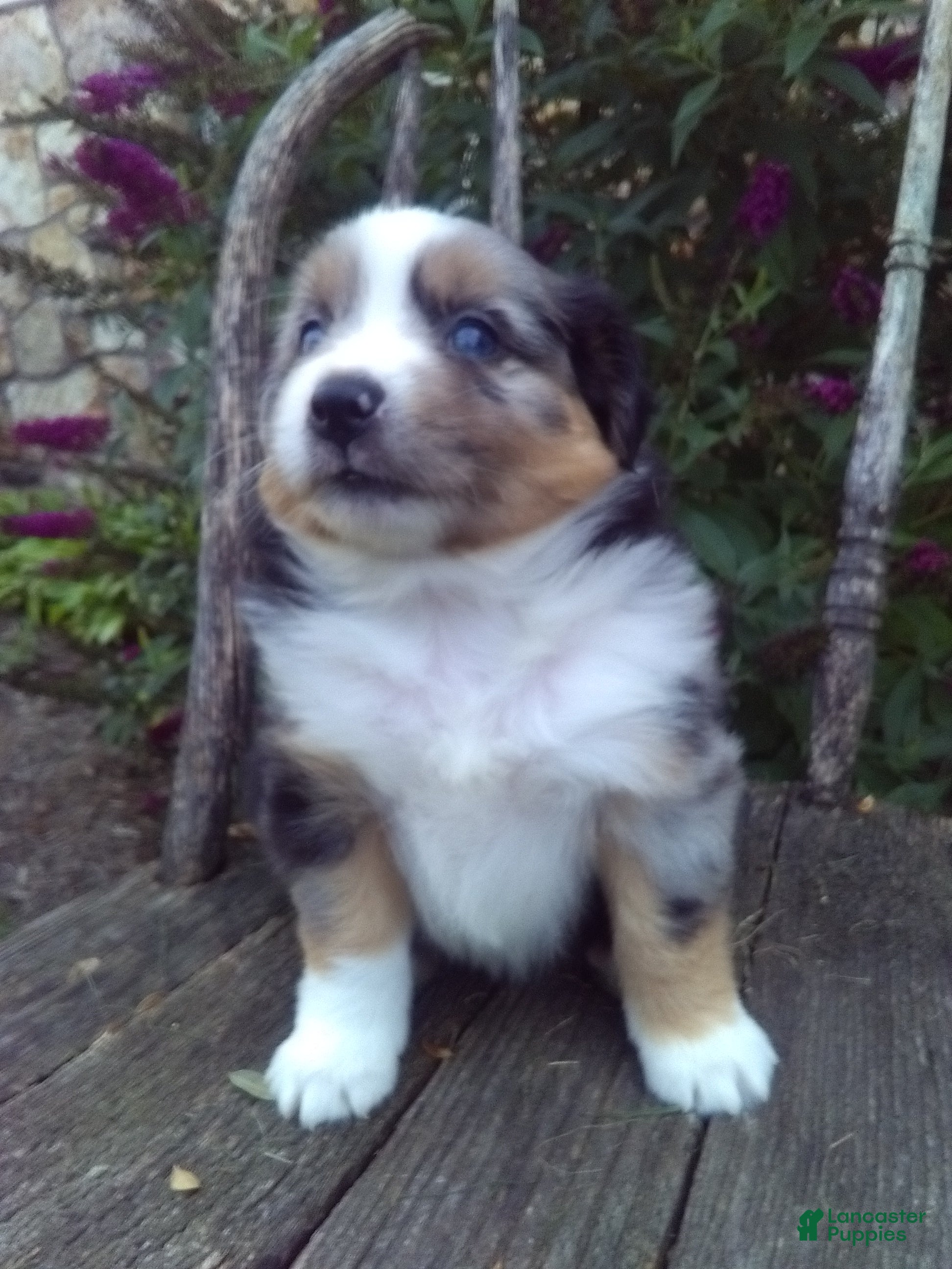 Miniature Australian Shepherd dogs Ashton - Ad 1