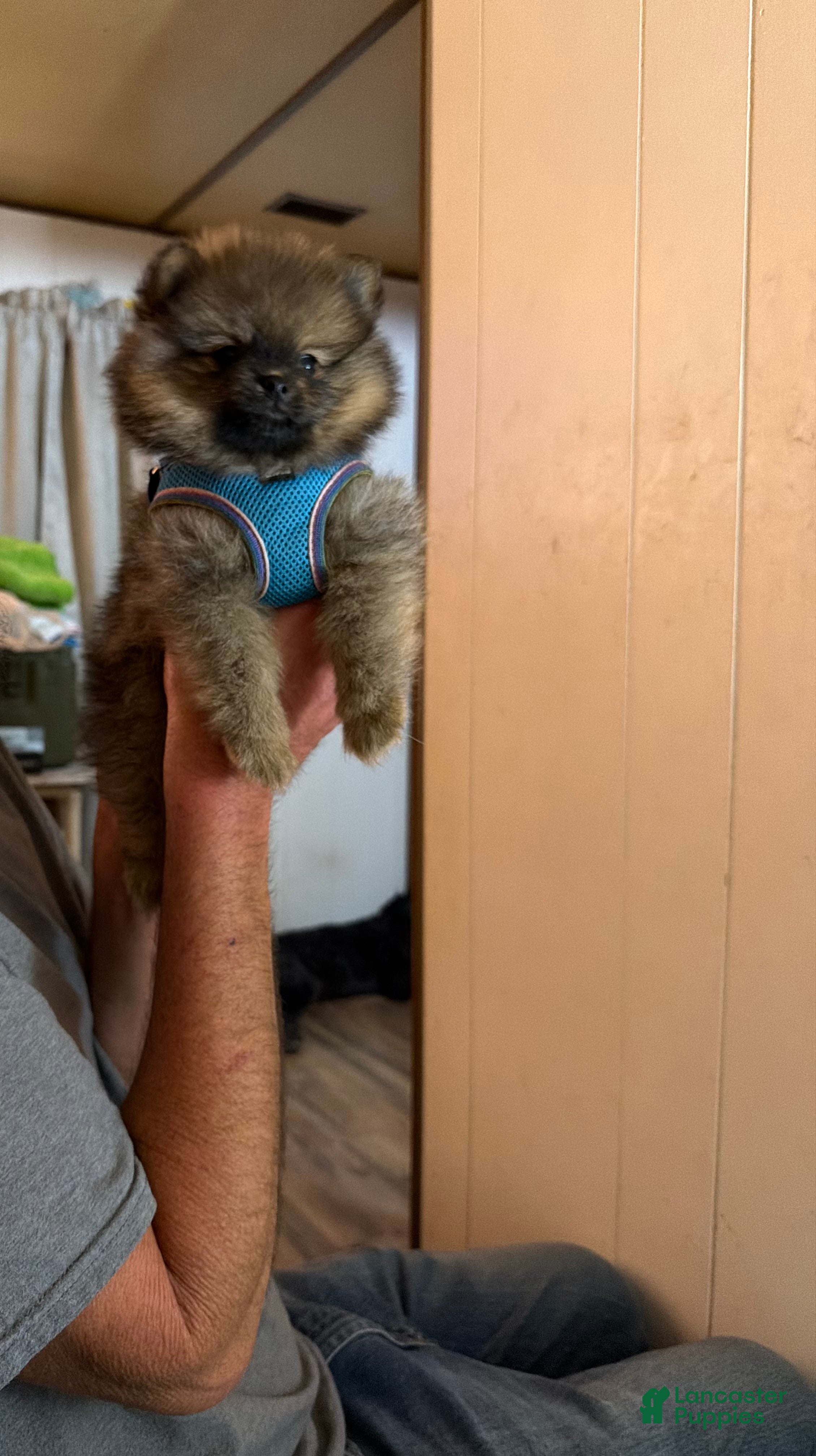 Pomeranian dogs for sale: Cricket - Ad 1