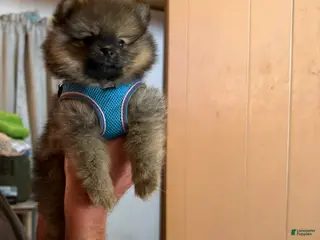 Pomeranian dogs for sale: Cricket - Ad 1