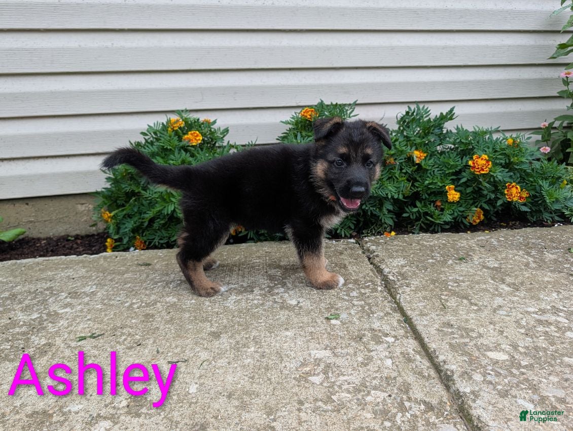 German Shepherd dogs Ashley - Ad 2