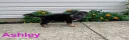 German Shepherd dogs for sale: Ashley - Ad 6