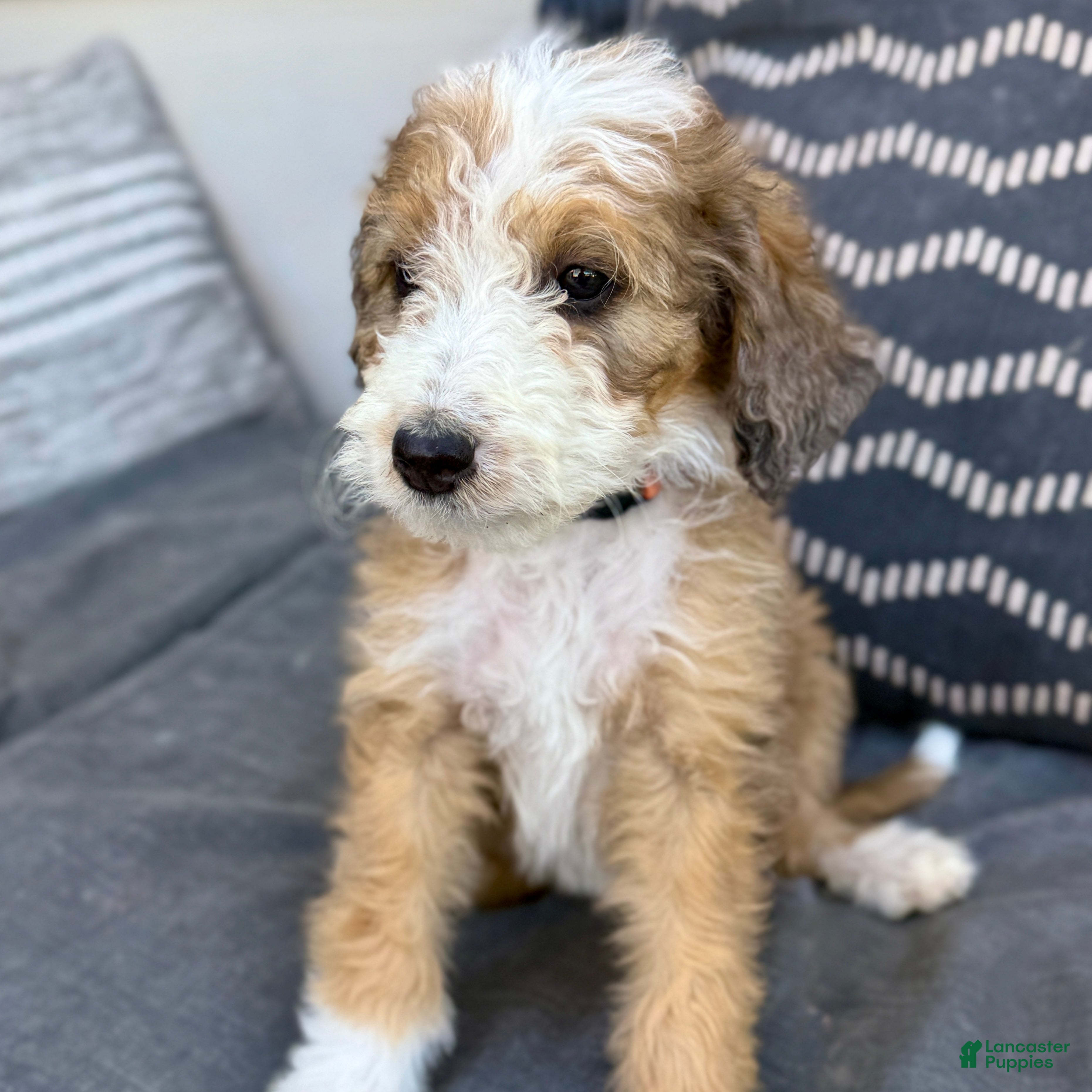 Bernedoodle dogs Moon - Ad 1