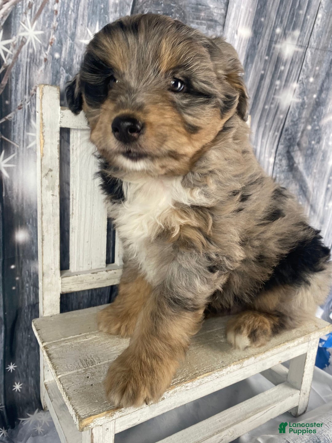 Aussiedoodle dogs for sale: Smores - Ad 5