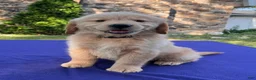 Golden Retriever dogs for sale: Chip - Ad 4