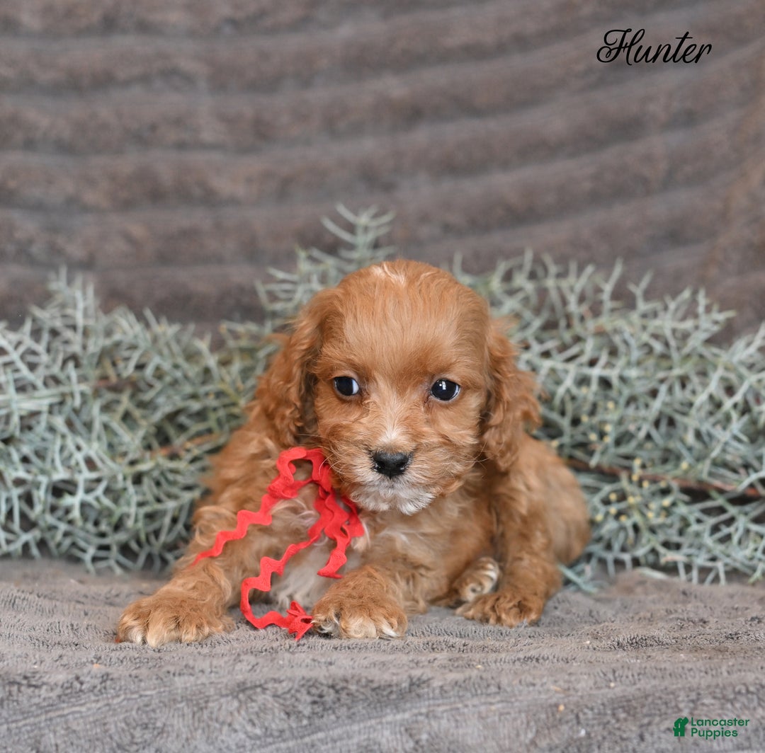 Cockapoo dogs for sale: Hunter - Ad 4