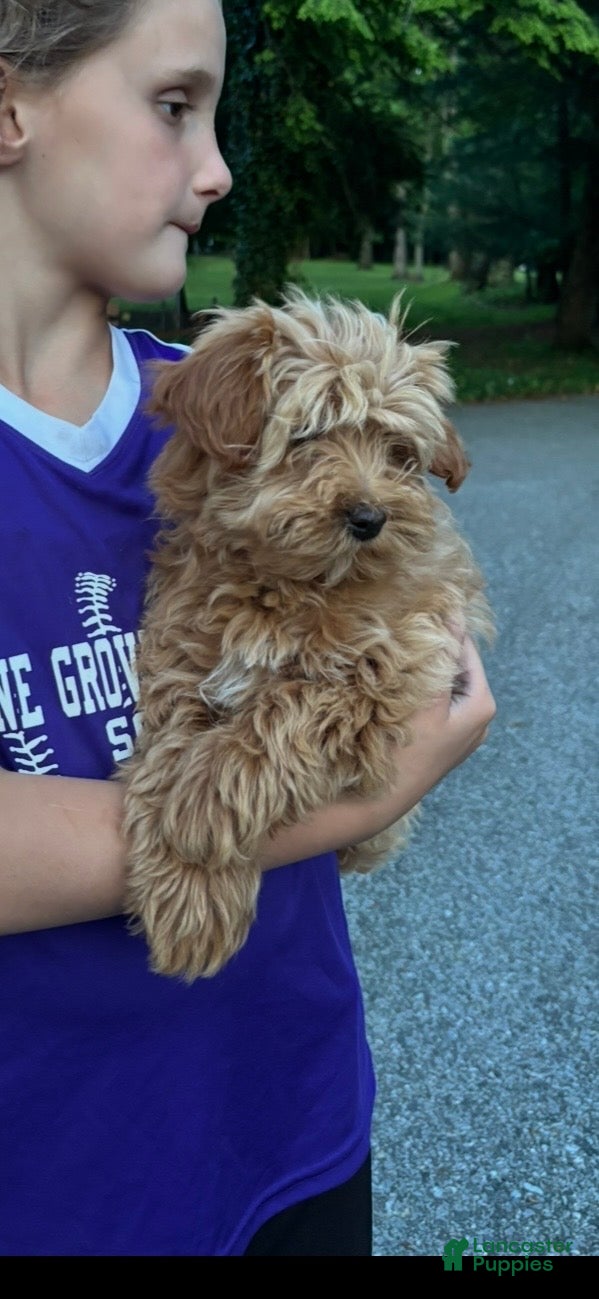 Mini Goldendoodle dogs for sale:  Gunner - Ad 7
