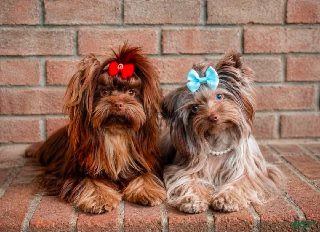 Yorkshire Terrier dogs for sale: Princes Luna by Biewerlux  - Ad 2