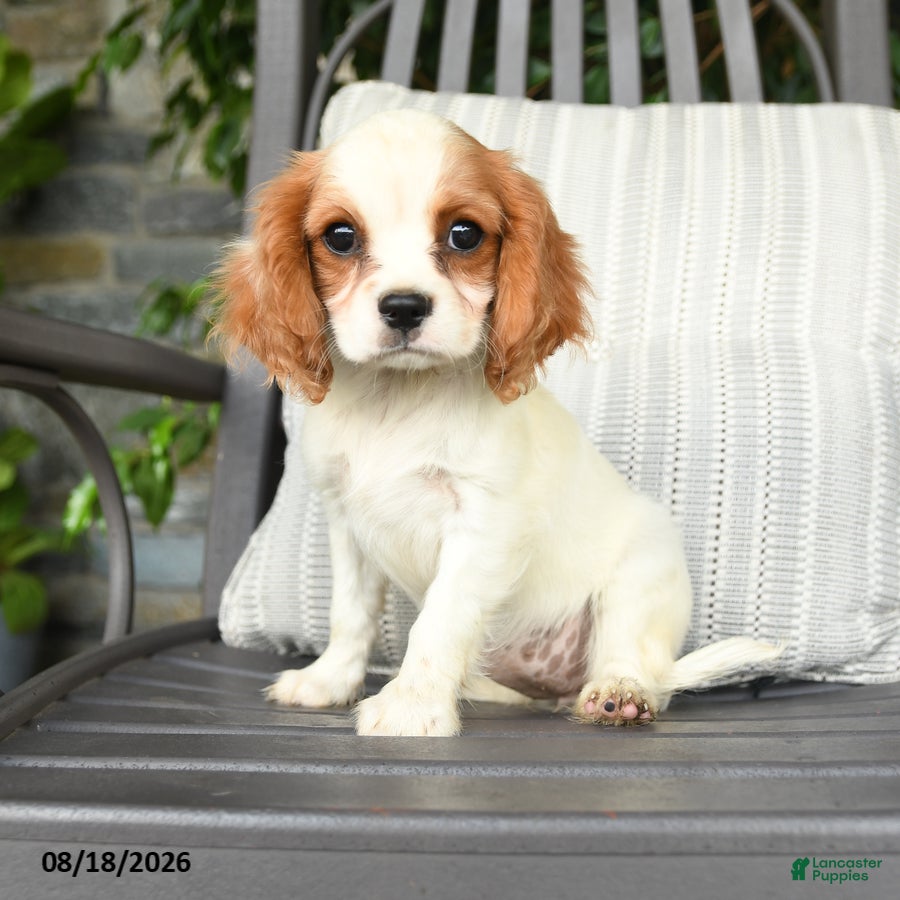 Cavapoo dogs Cheddar - Ad 1