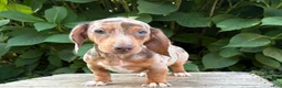 Dachshund dogs for sale: Finn - Ad 1