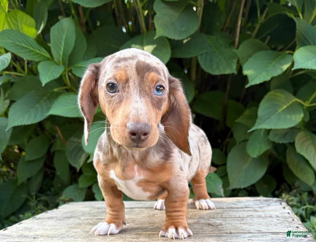 Dachshund dogs for sale: Finn - Ad 1