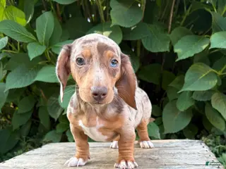 Dachshund dogs Finn - Ad 1