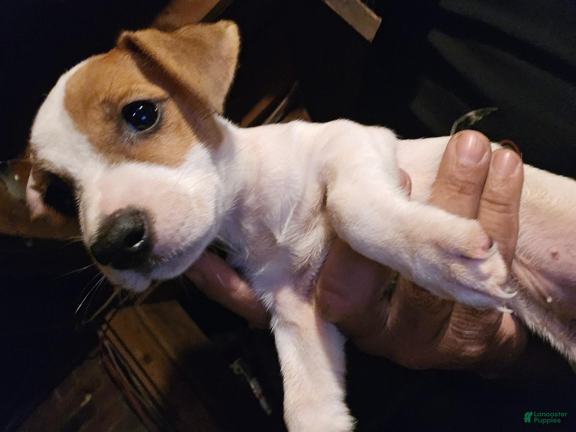 Jack Russell
