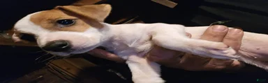 Jack Russell Terrier 1