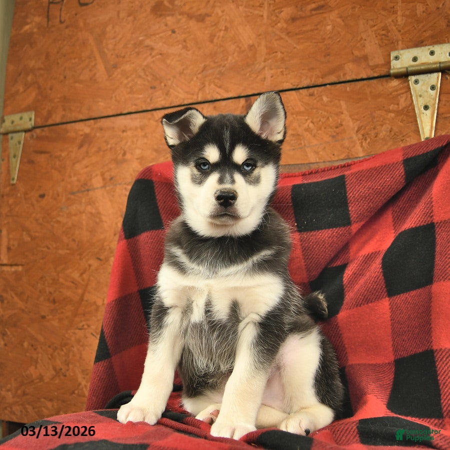Alaskan Klee Kai dogs Togo  - Ad 2