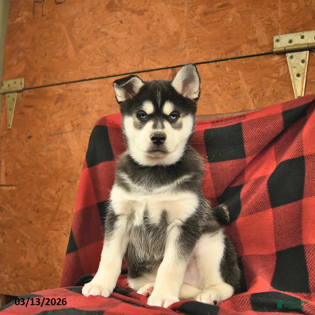 Alaskan Klee Kai dogs for sale: Togo  - Ad 2