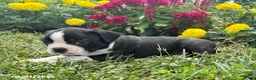 Boston Terrier dogs for sale: Tyler - Ad 4