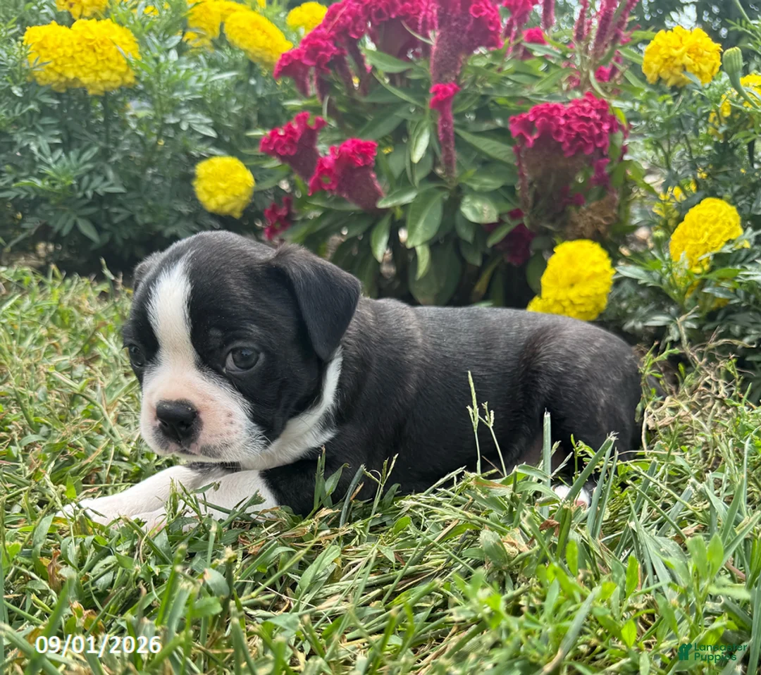 Boston Terrier dogs for sale: Tyler - Ad 4