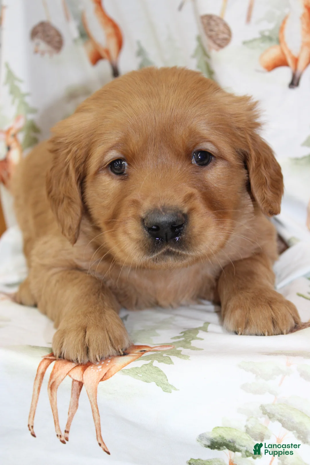 Golden Retriever dogs for sale: Comrade - Ad 5